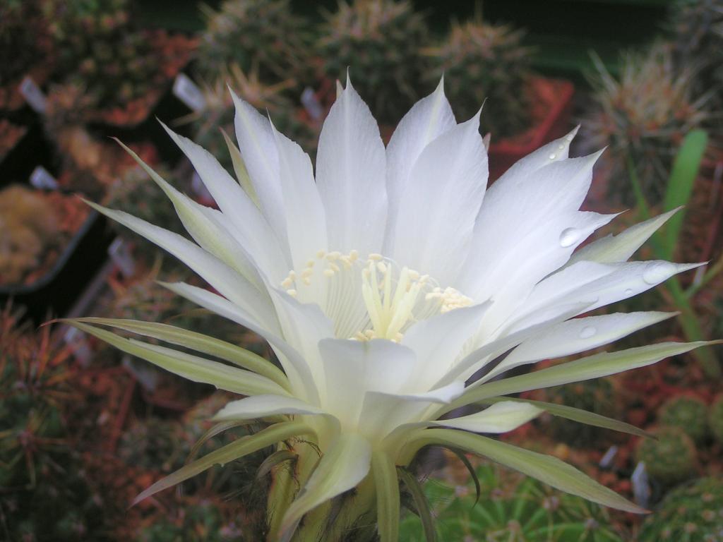 Echinopsis hybrid